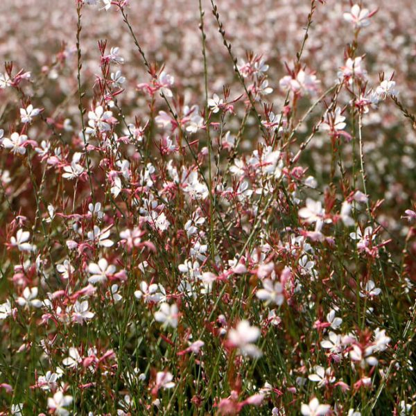 Gaura 'Light Pink' 6" Pot
