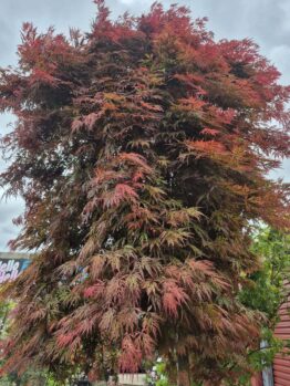 An Acer 'Orangeola' Japanese Maple 155L (Standard) with dense, feathery red and green leaves stands outdoors under a cloudy sky.
