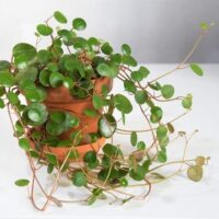 A Peperomia 'Hope' 13cm (Hanging Basket) with round green leaves trails from its pot, displayed on a white surface against a neutral background.
