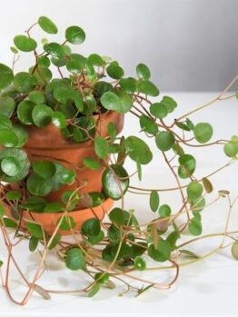 A Peperomia 'Hope' 13cm (Hanging Basket) with round green leaves trails from its pot, displayed on a white surface against a neutral background.