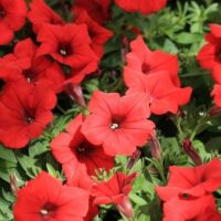 A cluster of vibrant Petunia Spreading 'Red Craze' blooms in rich red hues amidst lush green foliage in a 15cm pot.