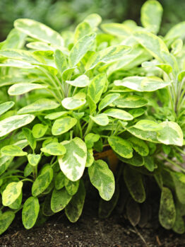 A close-up of a healthy sage plant with green, oval leaves growing in soil outdoors.