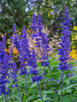 Purple salvia flowers bloom on green stems in a garden, with blurred trees and foliage in the background.