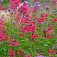 A cluster of tall pink and magenta wildflowers with green leaves growing outdoors in a garden setting.