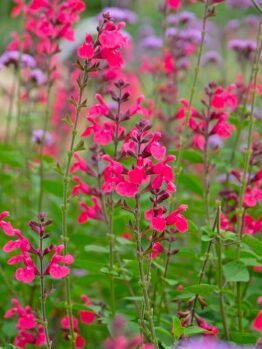 A cluster of tall pink and magenta wildflowers with green leaves growing outdoors in a garden setting.