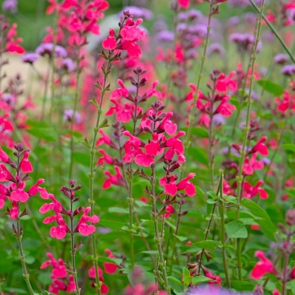 A cluster of tall pink and magenta wildflowers with green leaves growing outdoors in a garden setting.