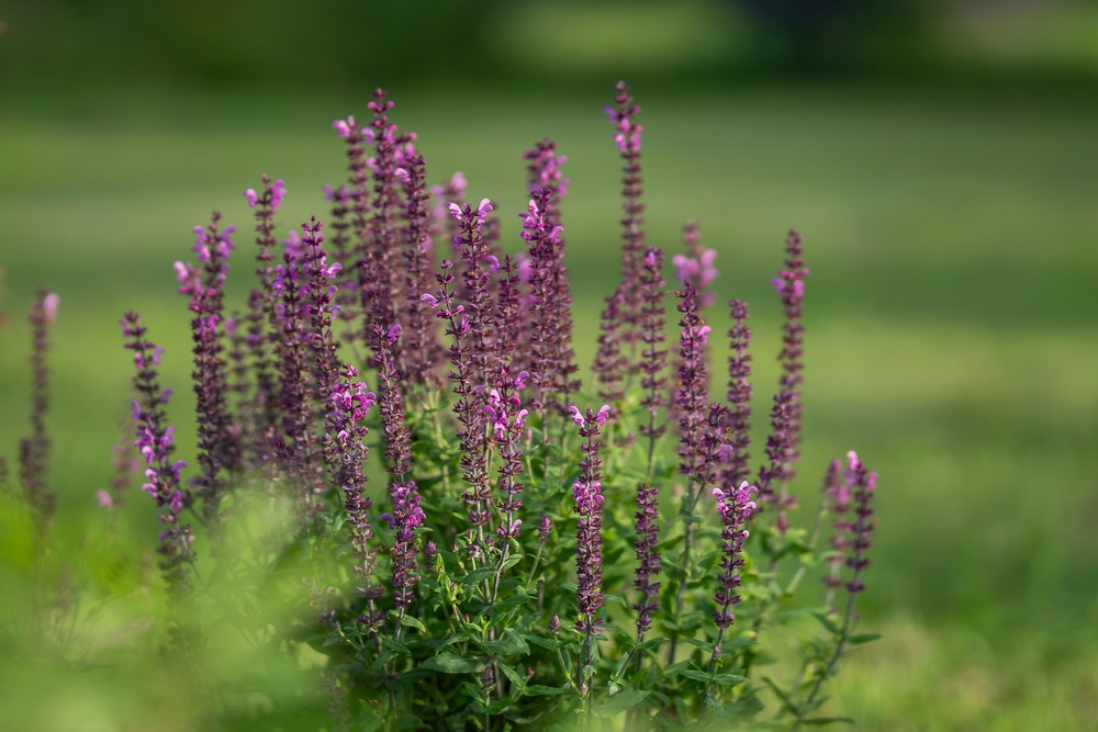 A cluster of purple salvia flowers flowering outdoors with a blurred green background.