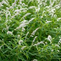 Dense green foliage with clusters of small, pale white flowers growing on long stems in an outdoor natural setting.