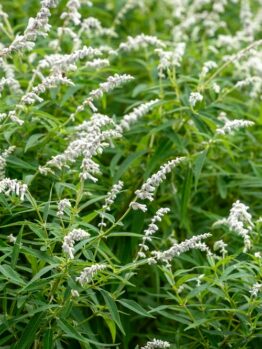 Dense green foliage with clusters of small, pale white flowers growing on long stems in an outdoor natural setting.