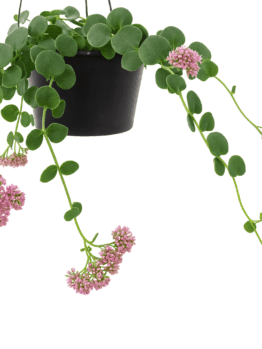 Sedum 'Trailing Pixie' 13cm Hanging Basket—black basket with a trailing vine and clusters of small pink flowers, shown isolated on a white background.