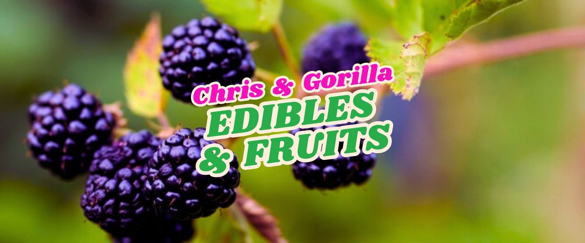Close-up of ripe blackberries on a branch with green leaves; overlaid text reads "Chris & Gorilla EDIBLES & FRUITS" in colourful fonts, highlighting a Flash Sale.