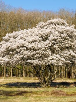 Large tree covered with white blossoms stands in a grassy field, with a backdrop of leafless trees under a clear blue sky.