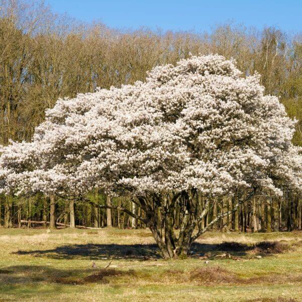 Large tree covered with white blossoms stands in a grassy field, with a backdrop of leafless trees under a clear blue sky.