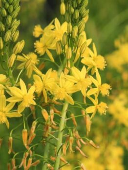 Close-up of yellow star-shaped flowers clustered on tall green stems, set against a blurred green background.