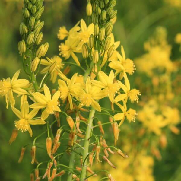 Close-up of yellow star-shaped flowers clustered on tall green stems, set against a blurred green background.