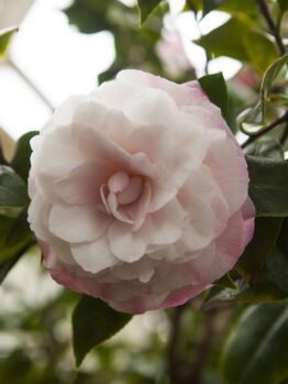 A pale pink camellia flower in full bloom with green leaves and unopened buds in the background.