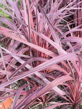 Clusters of long, narrow, purple and pink striped leaves of the Cordyline 'Raspberry Fountain' PBR grow densely in a garden bed. Ideal for adding colour to your space, available in an 8" pot.
