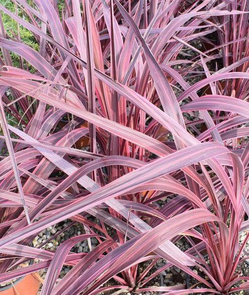Clusters of long, narrow, purple and pink striped leaves of the Cordyline 'Raspberry Fountain' PBR grow densely in a garden bed. Ideal for adding colour to your space, available in an 8" pot.