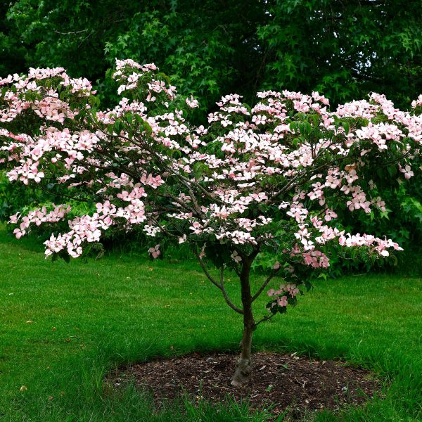 Cornus 'Eric Gennett' Dogwood 8" Pot