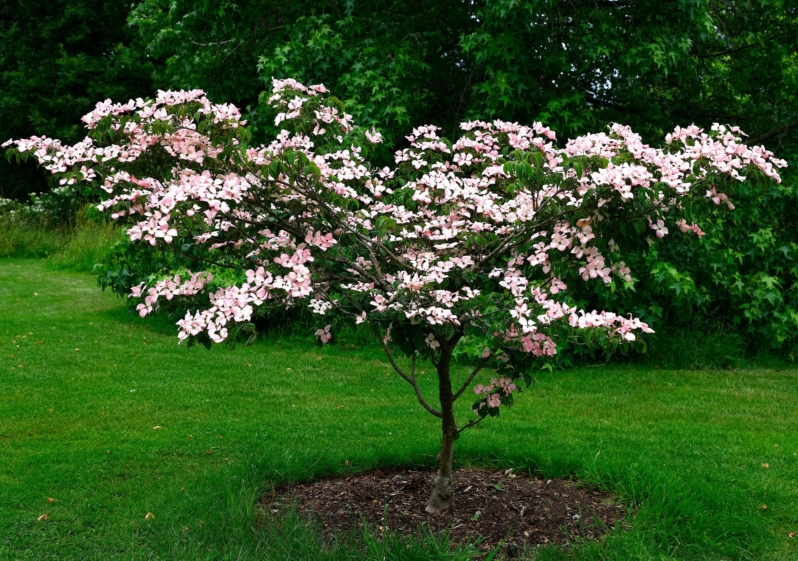 Cornus 'Eric Gennett' Dogwood 12" Pot