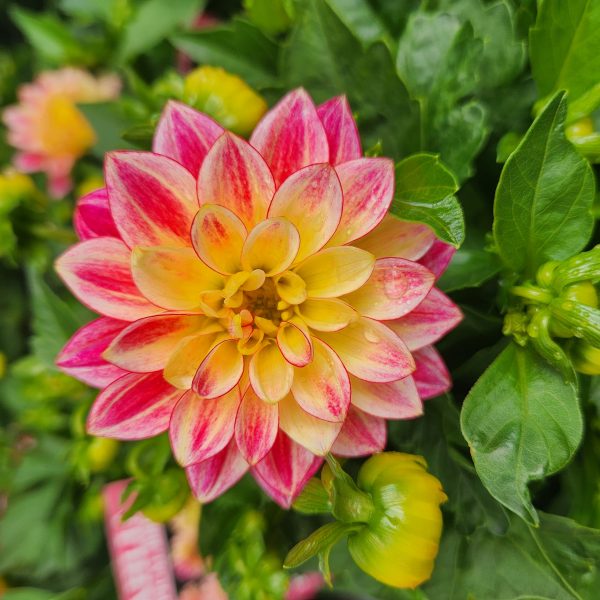 A close-up of a dahlia flower with yellow and pink petals surrounded by green leaves and flower buds.