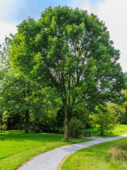 A gravel path curves around a large green tree in a grassy park on a sunny day, with scattered shrubs and other trees in the background.