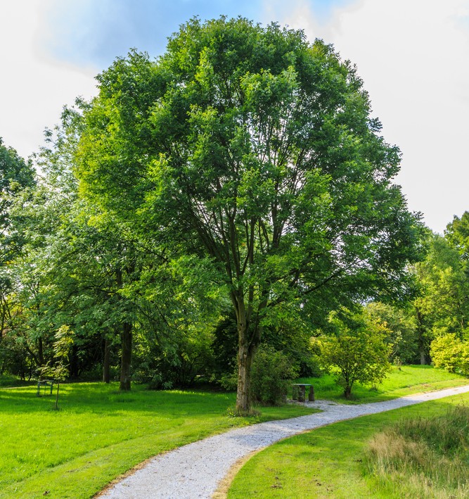 fraxinus green ash