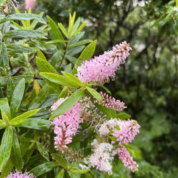 Hebe 'Owaka' Kiwi Hebe® 15cm Pot features pink spiked flowers and green leaves with water droplets, set against lush foliage.