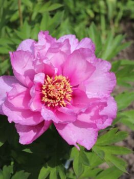 A pink peony flower in full bloom surrounded by green leaves, with soil and foliage visible in the background.