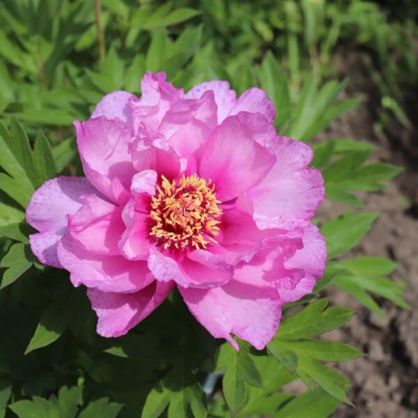 A pink peony flower in full bloom surrounded by green leaves, with soil and foliage visible in the background.