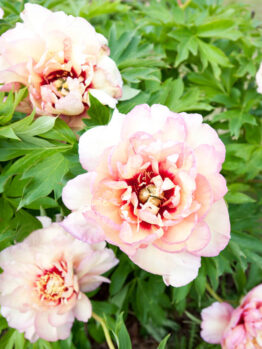 Peony 'Callie's Memory' 10" Pot features pale pink ruffled petals with dark centres, set against lush green foliage—perfect for adding elegance to your garden.