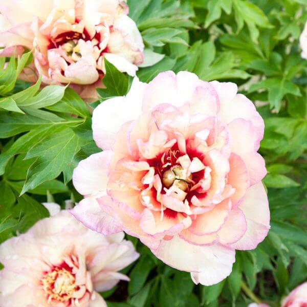 Peony 'Callie's Memory' 10" Pot features pale pink ruffled petals with dark centres, set against lush green foliage—perfect for adding elegance to your garden.
