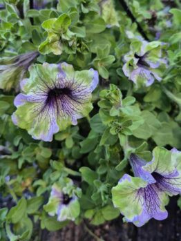 Vibrant green and purple Petunia 'Plum Cockatoo' blooms with dark veins cascade from a 10" hanging basket, set against rich green foliage in a garden scene.