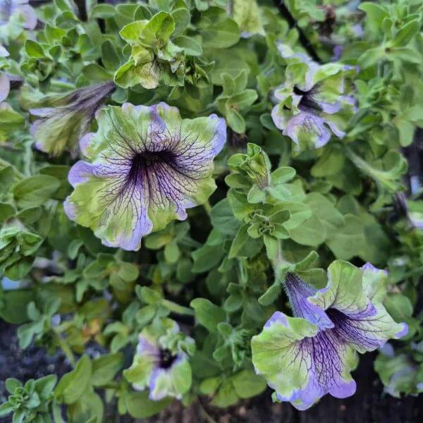 Vibrant green and purple Petunia 'Plum Cockatoo' blooms with dark veins cascade from a 10" hanging basket, set against rich green foliage in a garden scene.