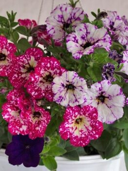 A 10" hanging basket of Petunia 'Sparkling Assorted Varieties' features vibrant, speckled blooms in pink, purple, and white against a simple backdrop.