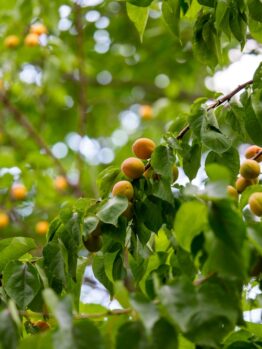 Branches of a tree with clusters of ripe orange apricots and green leaves, photographed outdoors in natural light.