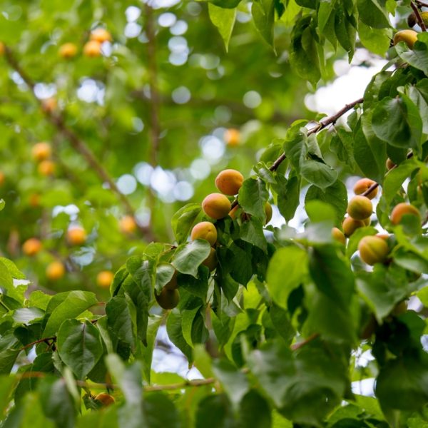 Branches of a tree with clusters of ripe orange apricots and green leaves, photographed outdoors in natural light.