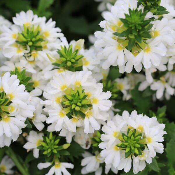 Clusters of white flowers with yellow centres and green foliage.