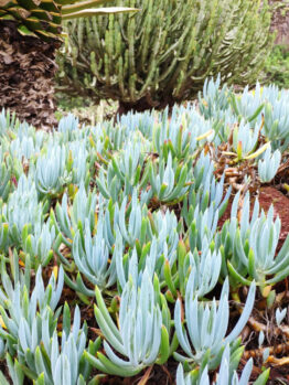 A dense cluster of Senecio 'Dwarf Blue Chalk Sticks' in a 6" pot fills the foreground, whilst a large cactus and palm tree appear in the background.