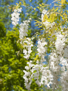 Wisteria 'Chinese White' features elegant white flower clusters hanging from green branches, beautifully set against a blue sky and leafy tree backdrop.