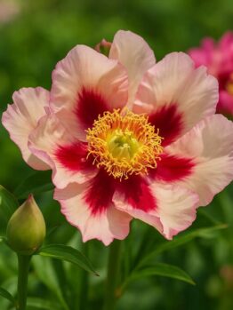 A close-up of Paeonia 'Berry Garcia' Peony Rose in a 10" pot, featuring pale pink petals with dark red centres, green foliage, and a flower bud.
