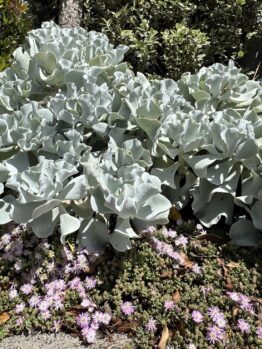 Large silver-grey succulent plants grow densely, with small purple flowers scattered on the ground beneath them, bordered by green shrubs and a wooden fence in the background.