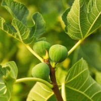 Close-up of the Ficus 'Deanna' Fig growing on a tree branch with large textured leaves in sunlight, perfect for display in an 8" pot.