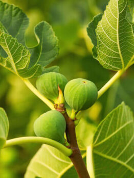 Close-up of the Ficus 'Deanna' Fig growing on a tree branch with large textured leaves in sunlight, perfect for display in an 8" pot.