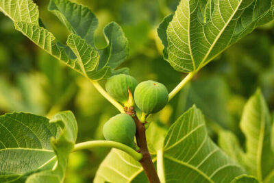Close-up of the Ficus 'Deanna' Fig growing on a tree branch with large textured leaves in sunlight, perfect for display in an 8" pot.
