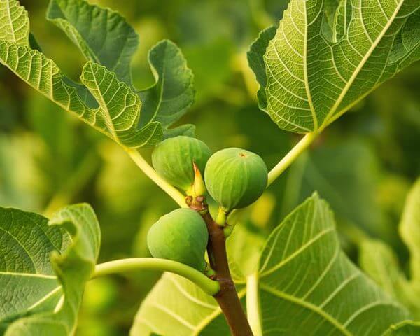 Close-up of the Ficus 'Deanna' Fig growing on a tree branch with large textured leaves in sunlight, perfect for display in an 8" pot.