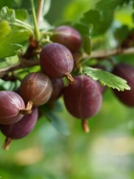 A cluster of ripe, purple gooseberries growing on a branch with green leaves.