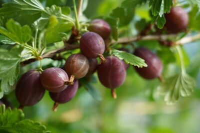 A cluster of ripe, purple gooseberries growing on a branch with green leaves.