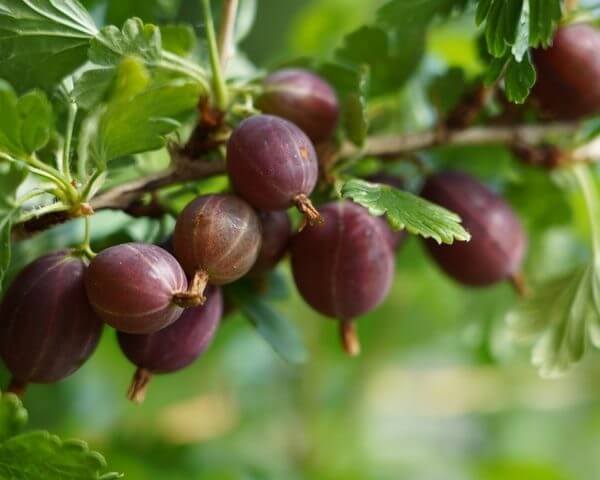 A cluster of ripe, purple gooseberries growing on a branch with green leaves.