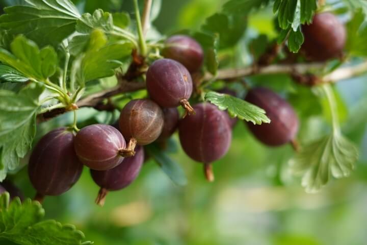 A cluster of ripe, purple gooseberries growing on a branch with green leaves.